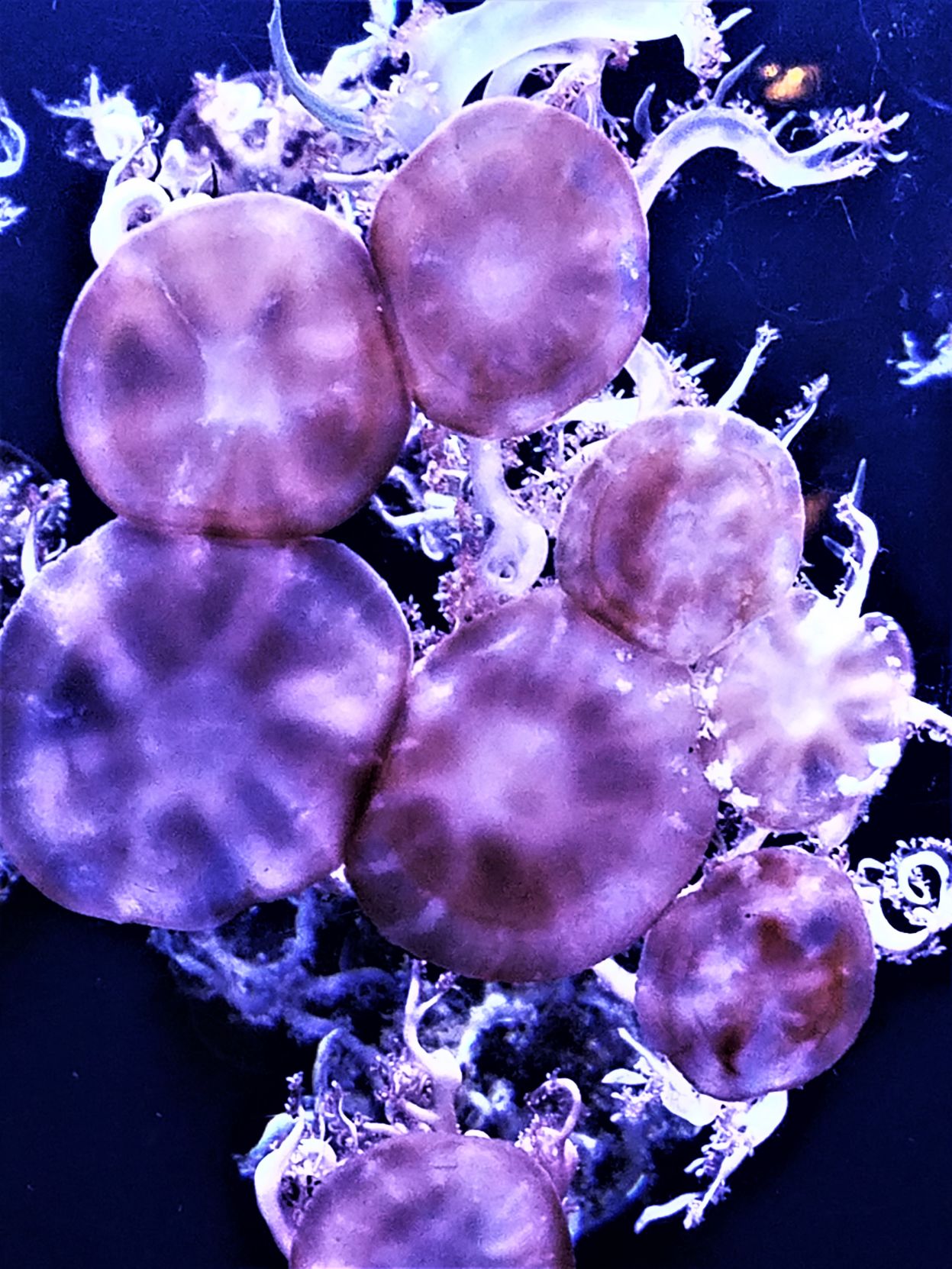 Jellyfish